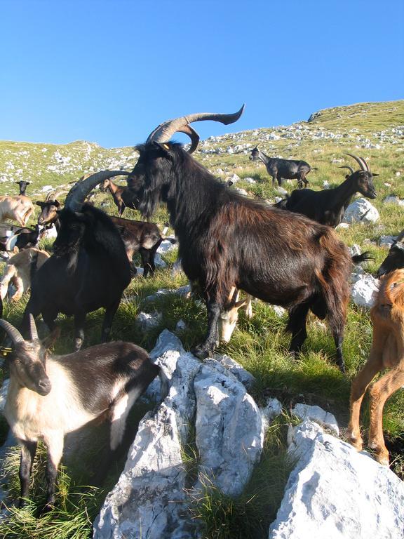 Tourist Farm Zvanc Kobarid Esterno foto