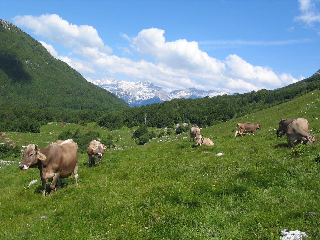 Tourist Farm Zvanc Kobarid Esterno foto